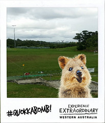 Photo of Quokka